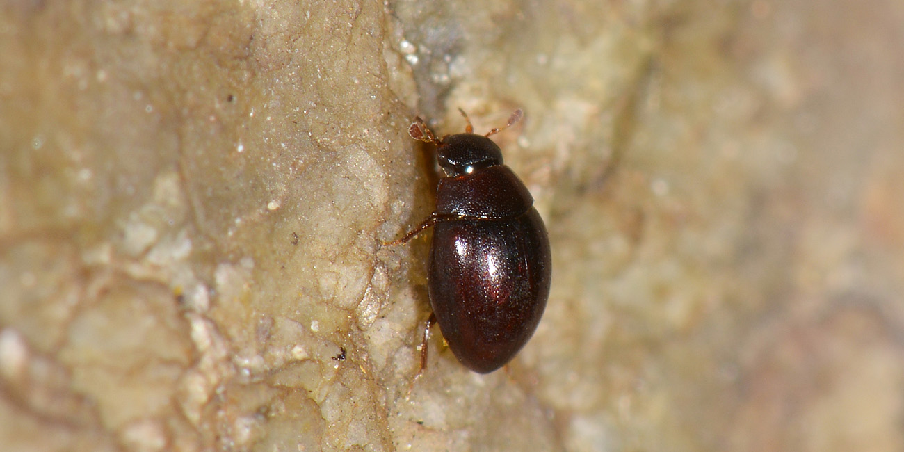 Hydrophilidae: Cercyon convexiusculus?